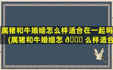 属猪和牛婚姻怎么样适合在一起吗(属猪和牛婚姻怎 🐈 么样适合在一起吗女生)